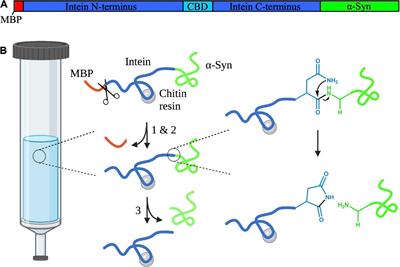 A Facile Method to Produce N-Terminally Truncated α-Synuclein